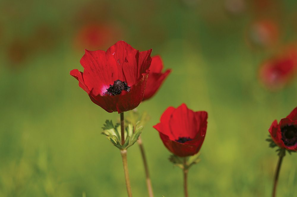 Wild About Flowers