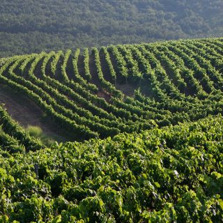 The Wine Whisperer of Nemea