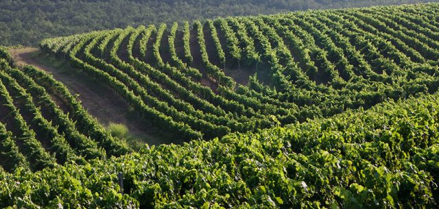 In the Spirit of a Winemaker: Q & A with Angeliki Grazia