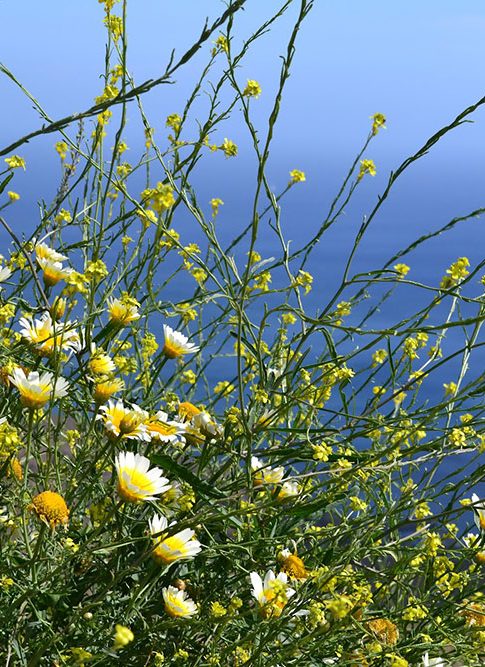 Greek spring and flower-carpeted hillsides