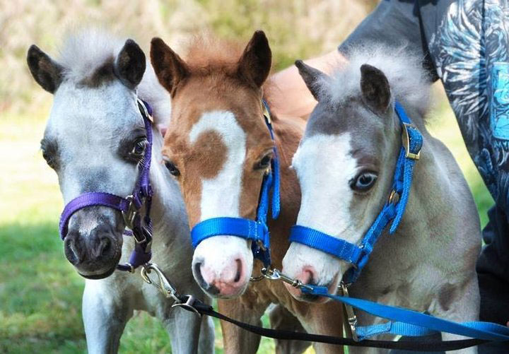 Miniature Horses