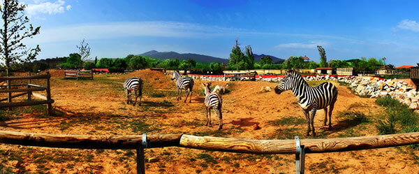 Zebras Athens Zoo