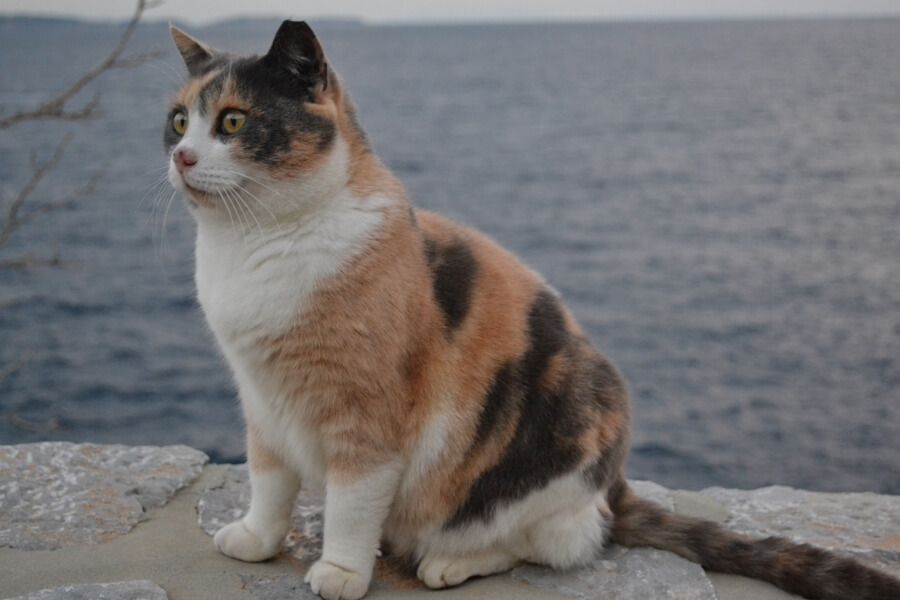 The nine lives for christmas filmweb