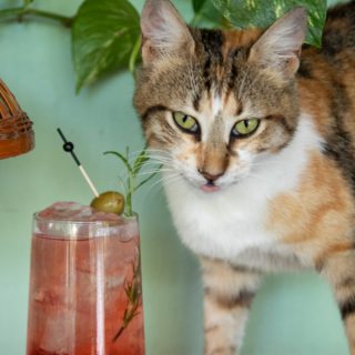 6 pet-friendly bars and restaurants in Athens