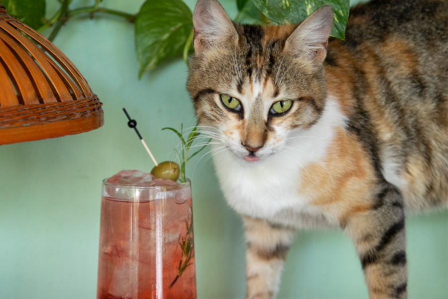 6 pet-friendly bars and restaurants in Athens