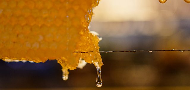 Wild and sweet: The timeless appeal of Greek honey