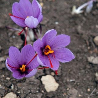 Saffron Blooms: The story of the world’s most expensive spice