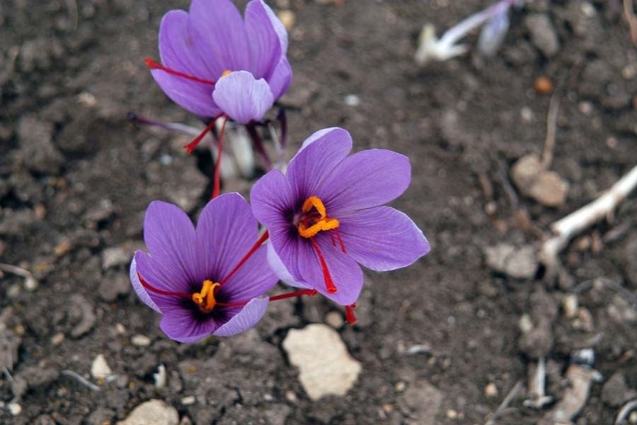 Saffron Blooms: The story of the world’s most expensive spice