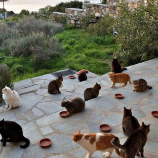 The whiskered stars of Syros on Netflix