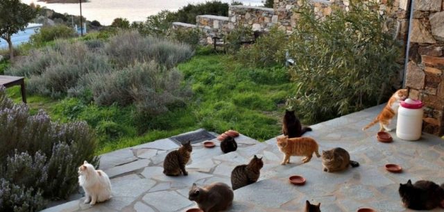 The whiskered stars of Syros on Netflix