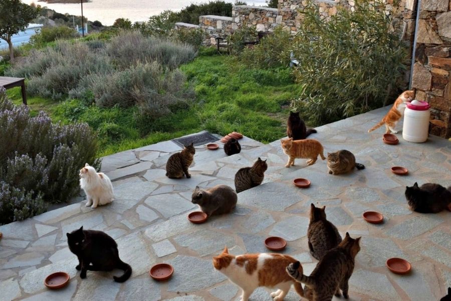 The whiskered stars of Syros on Netflix