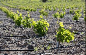 Greek Wines: To Assyrtiko and Beyond