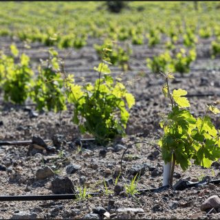 Greek Wines: To Assyrtiko and Beyond