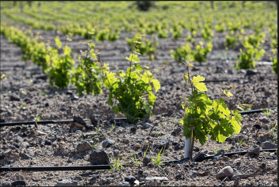 Greek Wines: To Assyrtiko and Beyond