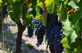 In Praise of Greek Wine