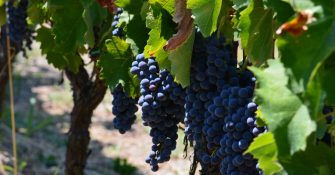In Praise of Greek Wine