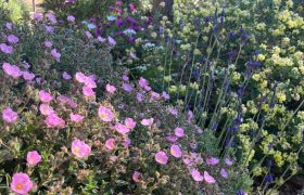 Meet Lucie Willan of Sparoza, a secret garden paradise on the outskirts of Athens
