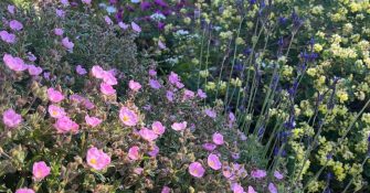 Meet Lucie Willan of Sparoza, a secret garden paradise on the outskirts of Athens