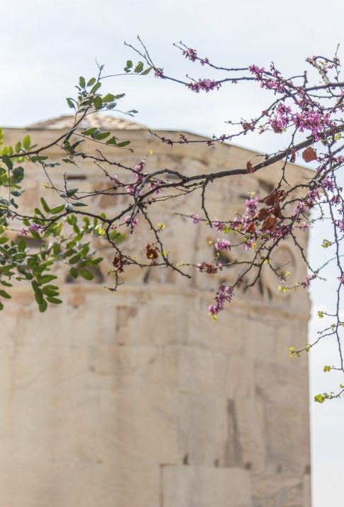 A Beginner’s Guide to Plaka!