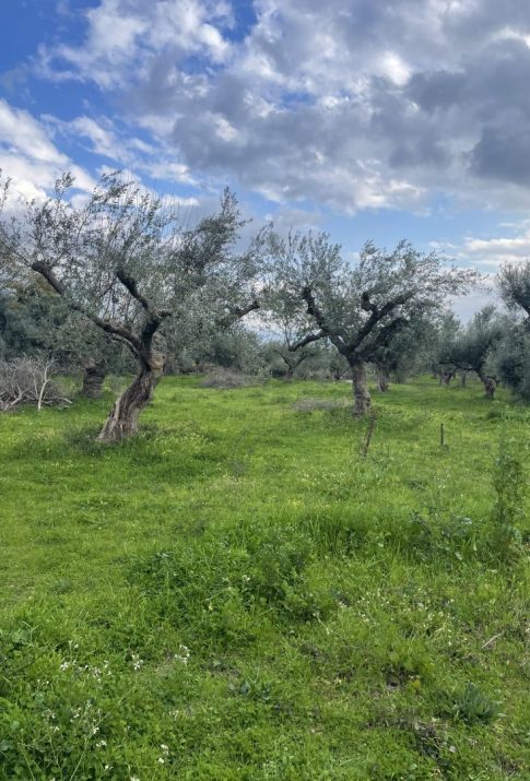 A Trip to Ben Olive Mill: The Secret Behind the Acclaimed Kalamata Olive Oil