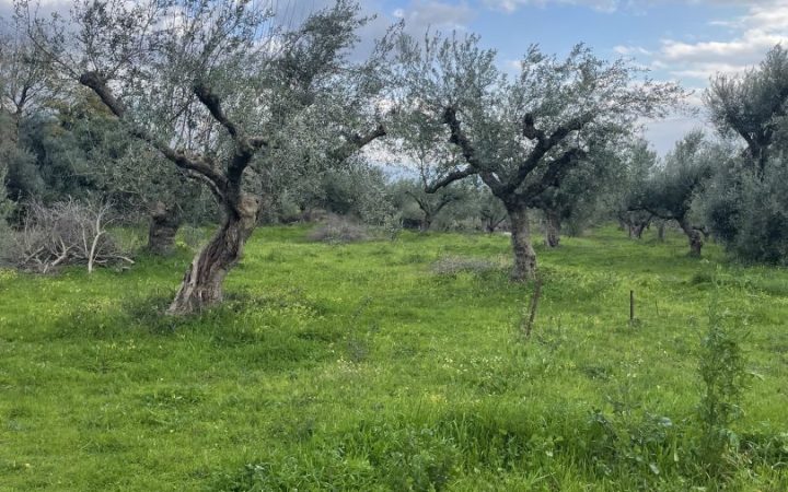 A Trip to Ben Olive Mill: The Secret Behind the Acclaimed Kalamata Olive Oil